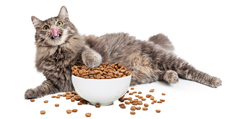 Podcast Why Cats Should Eat Wet Food